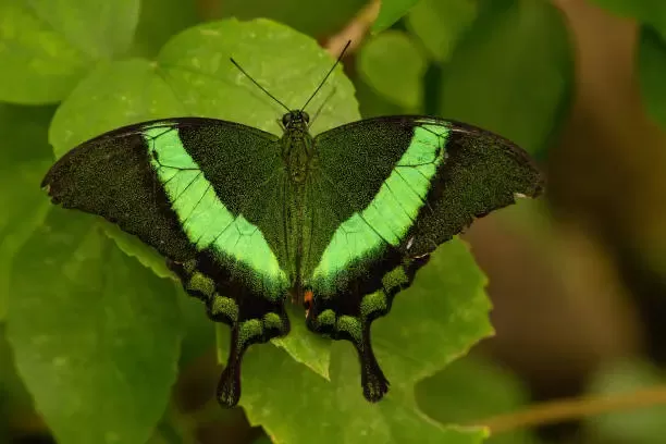 Emerald Swallowtail Emerald Swallowtail
