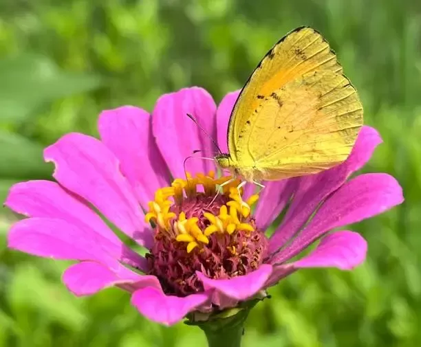 Clouded Yellow Butterfly Clouded Yellow Butterfly