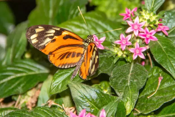 Heliconius Heliconius