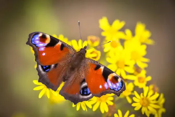 Peacock Butterfly Peacock Butterfly