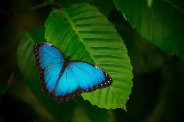 Blue Morpho Blue Morpho
