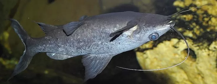 سمك البياض السلور الصومالي سمك البياض السلور الصومالي