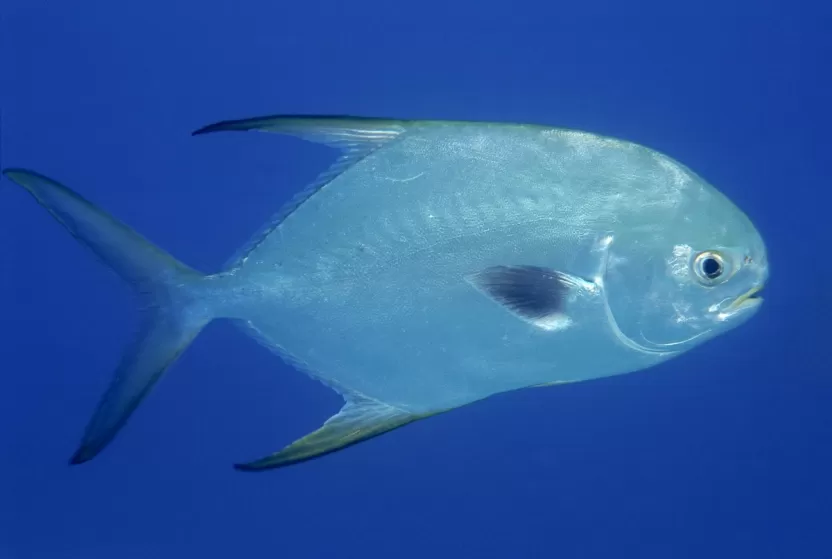 سمك البياض سمك البياض