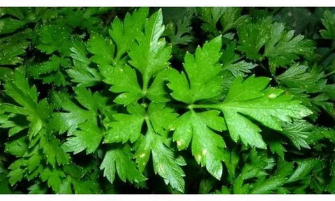 البقدونس البقدونس