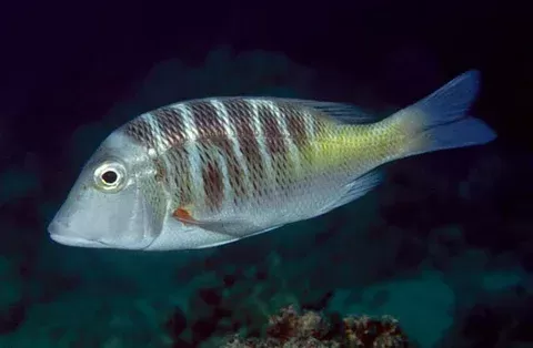 الشعري الماسي