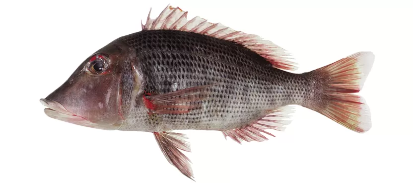 Lethrinus miniatus
