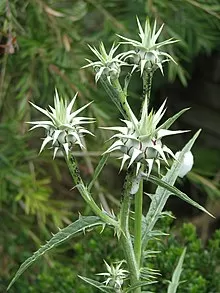 الخرشوف الأندلسي