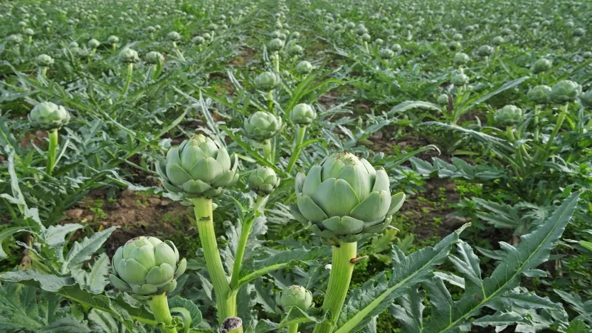 الخرشوف الشويكي