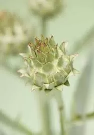 الخرشوف السكوليمي