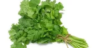 الكزبرة الكزبرة