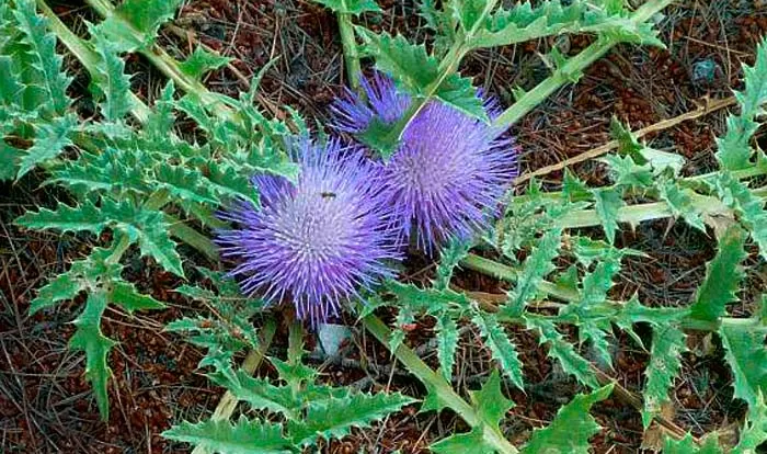 التورنفور أنواع الخرشوف