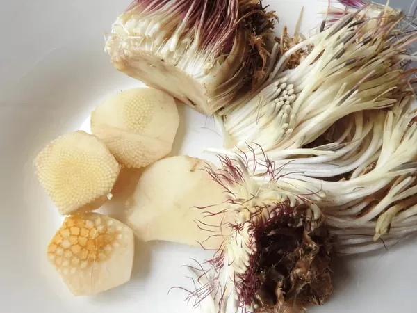 الخرشوف عديم الساق