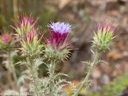 الخرشوف الغربي