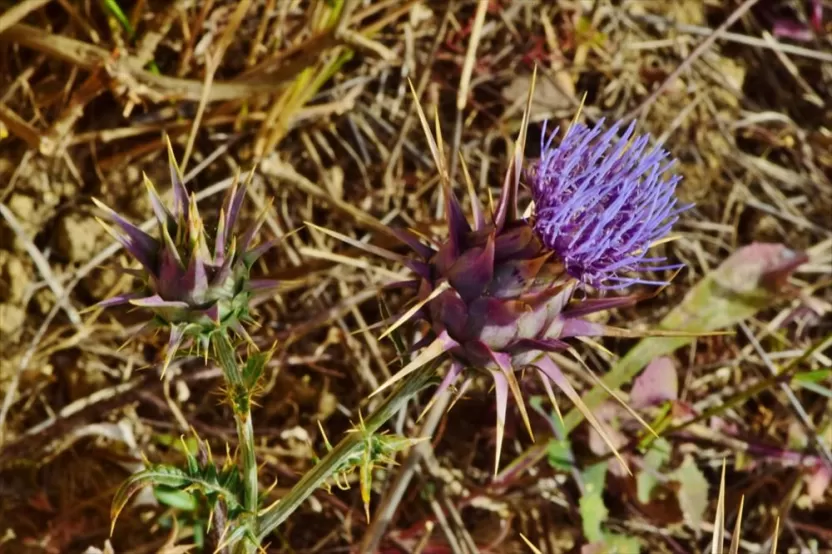 الخرشوف الليبي