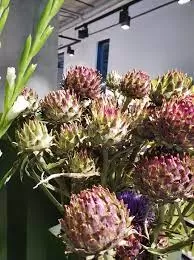 الخرشوف الحمراني