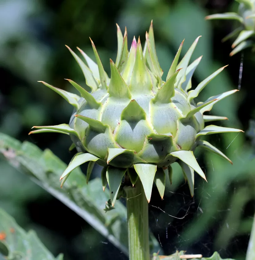 الخرشوف المكريسي