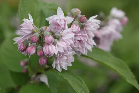 النباتات المعمر_نبتة الأشخر