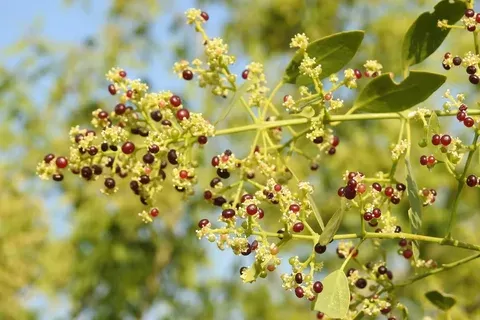 شجرة الأراك من أنواع النباتات المعمرة