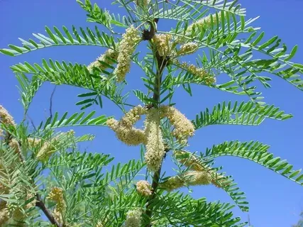 شجرة الغاف أنواع النباتات المعمرة Prosopis