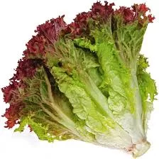 Loose Leaf Lettuce Loose Leaf Lettuce