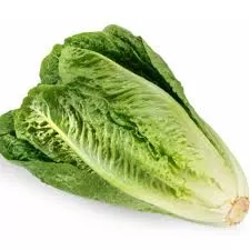 Romaine Lettuce Romaine Lettuce