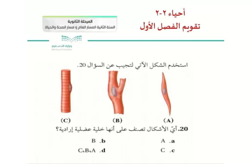 استخدام الشكل المرفق للإجابة عن السؤال التالي أي العضلات تصنف غير إرادية