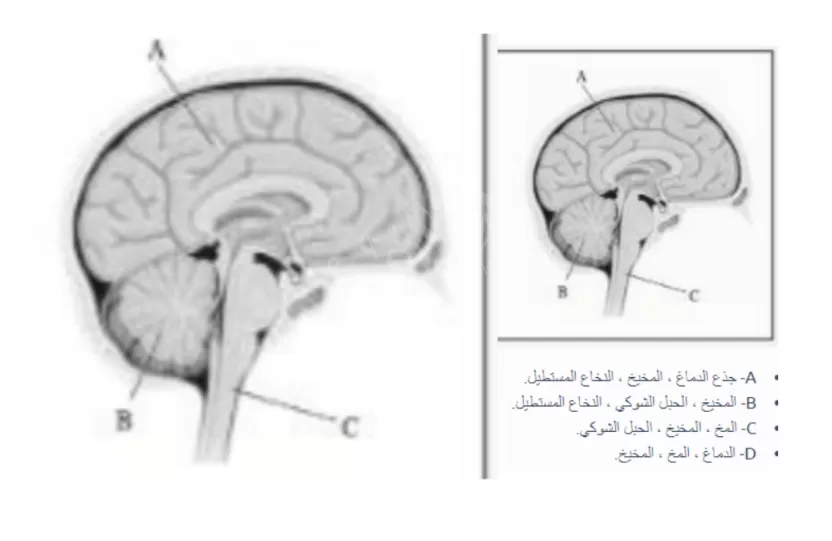 استخدم الشكل المرفق للإجابة عن السؤال التالي أجزاء الدماغ التي تمثلها الأحرف c، b، a هي؟