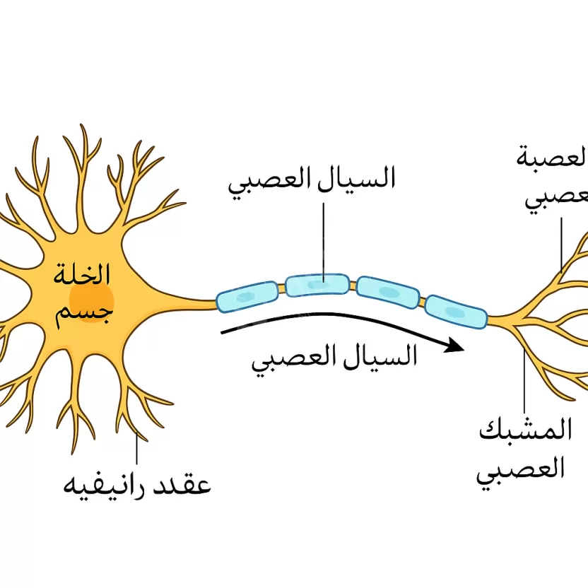 باستخدام الشكل المرفق الاجزاء المختصة بنقل السيال العصبي