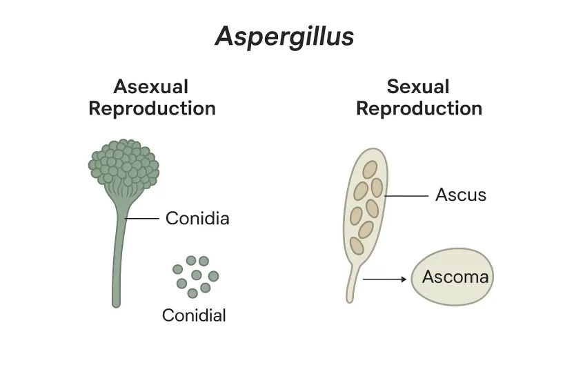 باستخدام الصورة المرفقة تكاثر فطر الأسبرجلس، أجب عن السؤال ينتج عن اندماج خيطين فطريين أحاديي العدد