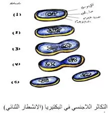 تتكاثر البكتيريا لاجنسيا كما في الصورة وتسمى هذه الطريقة بالتكاثر تتكاثر البكتيريا لاجنسيا كما في الصورة وتسمى هذه الطريقة بالتكاثر