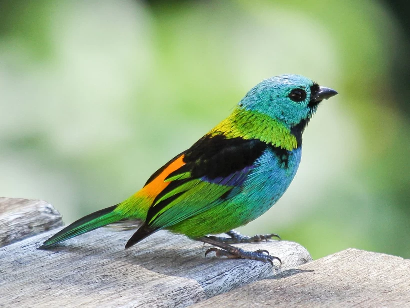 عصافير التناجر ذات الرأس الخضراء