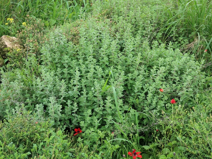 عشبة الفراسيون الأسود