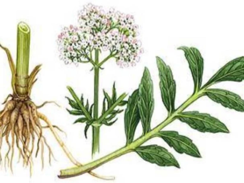 عشبة الناردين المخزني عشبة الناردين المخزني