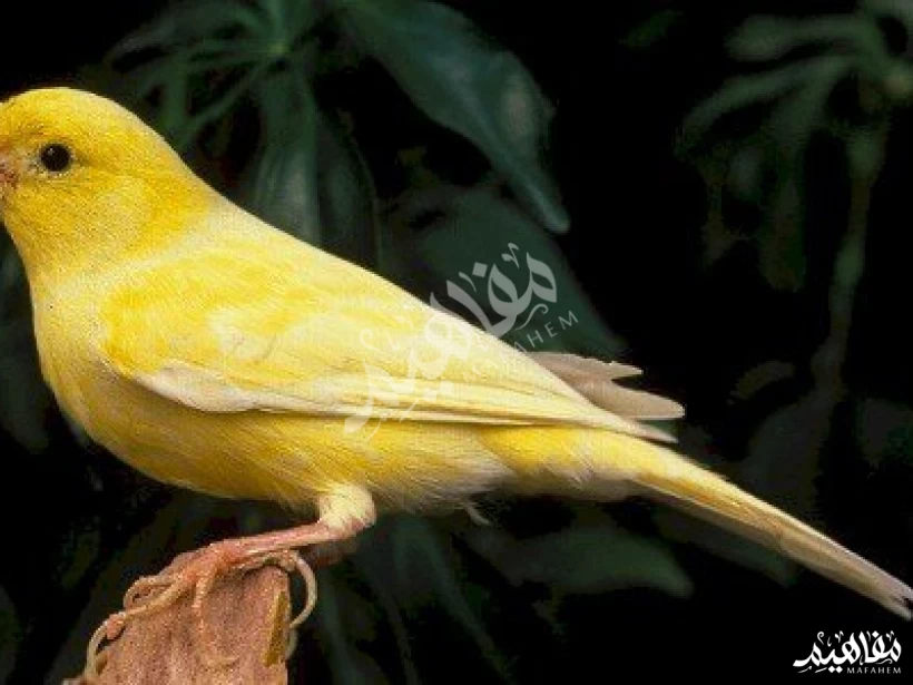 عصفور الكناري