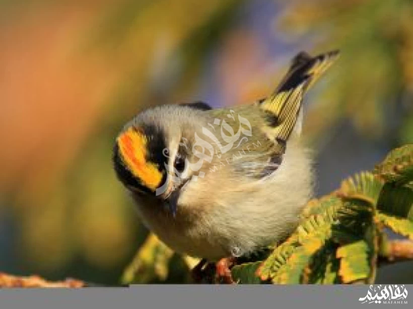 عصفور التاج الذهبي
