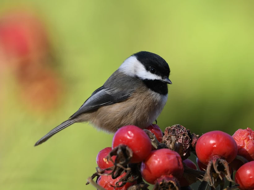 عصافير القرقف ذات الرأس السوداء