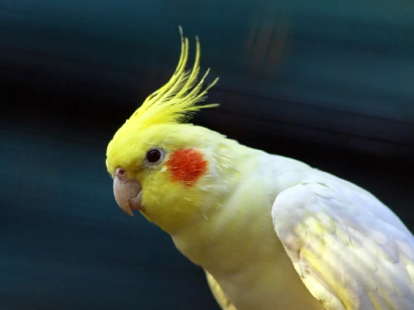 عصافير الكوكتيل