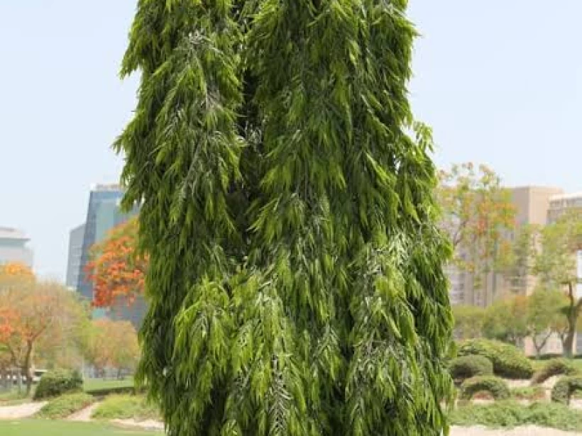 شجرة الاشوكا شجرة الاشوكا