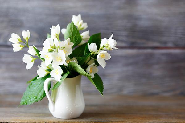 نبتة الياسمين نبتة الياسمين