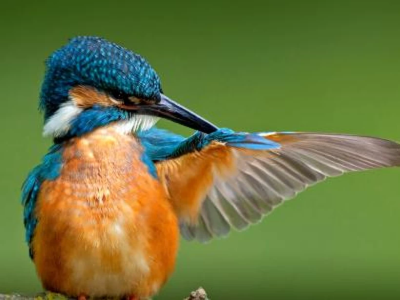 عصافير الرفراف