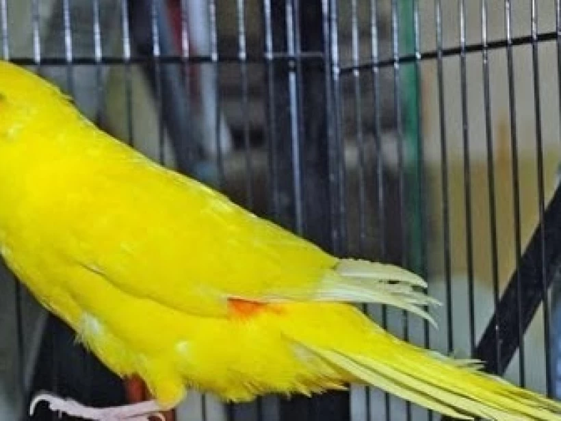 عصافير الردرامبد