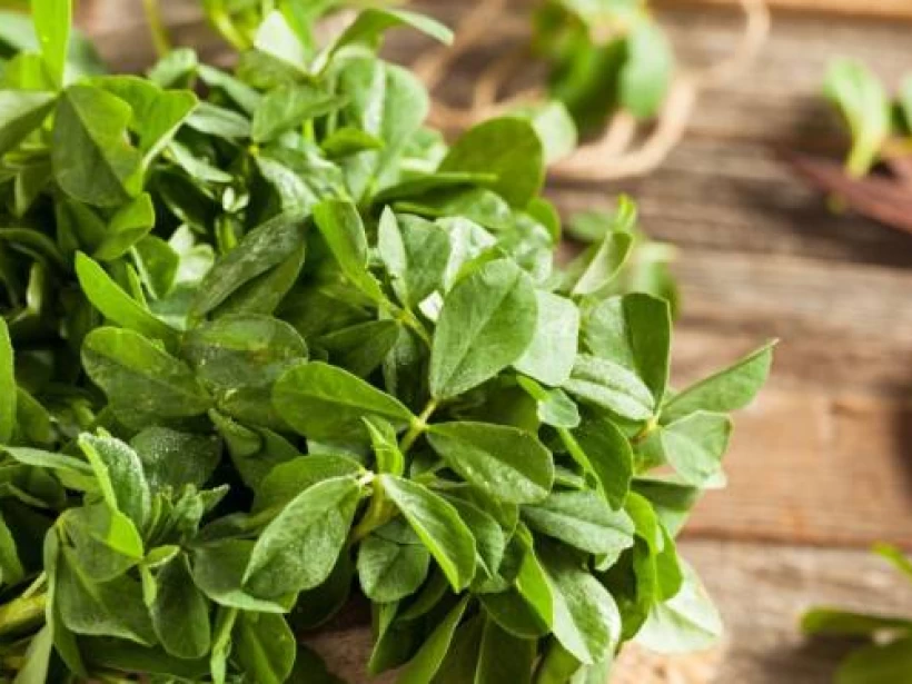 اوراق الحلبة