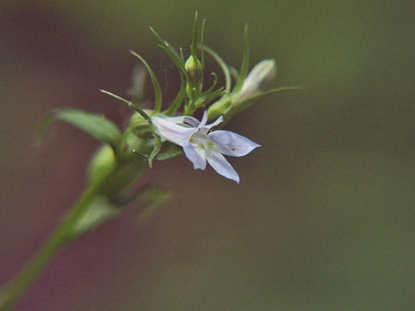 عشبة-اللوبيليا