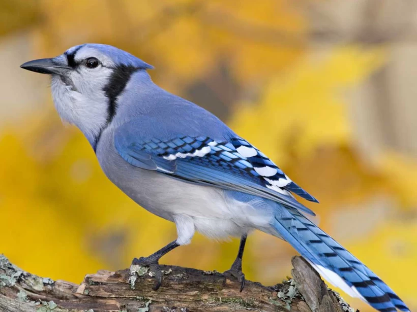 عصافير القيق الأزرق