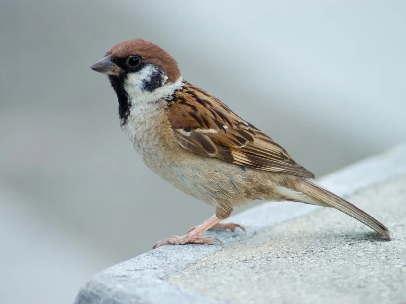 عصفور الأوراسي