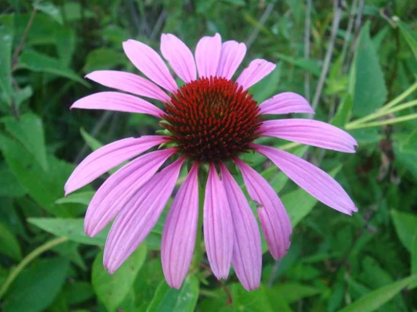 نبات القنفذية الأرجوانية نبات القنفذية الأرجوانية