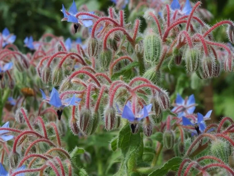 عشبة لسان الثور