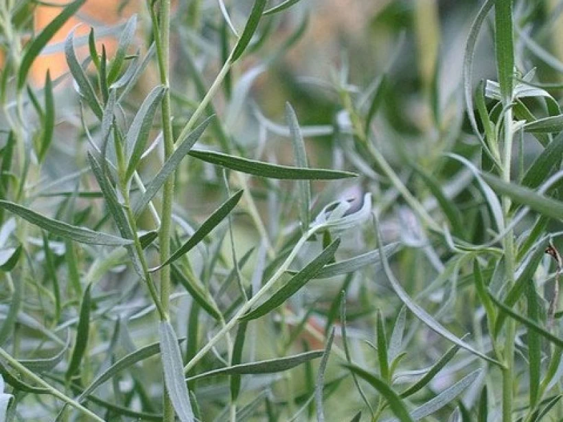 عشبة الشيح العشبي