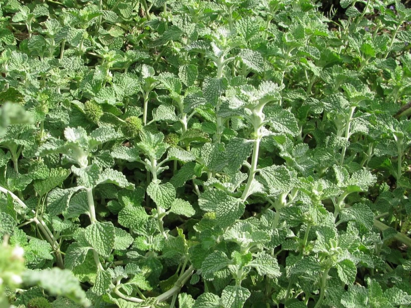 عشبة-الفراسيون-الأبيض عشبة-الفراسيون-الأبيض