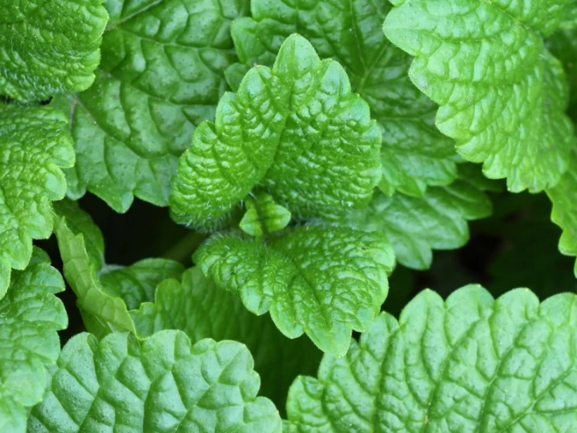 النعناع السنبلي